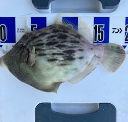 三邦丸さんカワハギ専門便