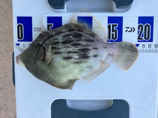 三邦丸さんカワハギ専門便