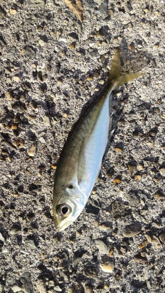 アジ探し@下津周辺