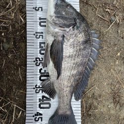 イチノ兄弟（兄）釣果！