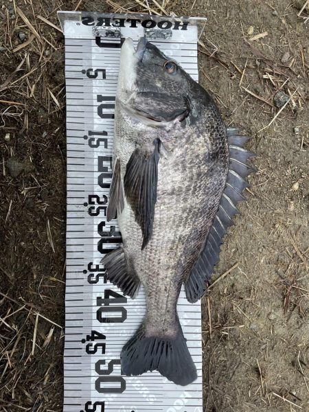 イチノ兄弟（兄）釣果！