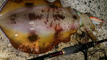 エギングレクチャーIN対馬