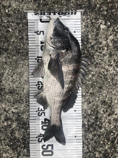 イチノ兄弟（兄）釣果！