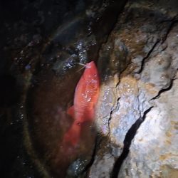 1/26おじさん釣れた