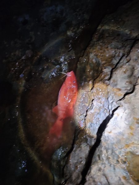 1/26おじさん釣れた