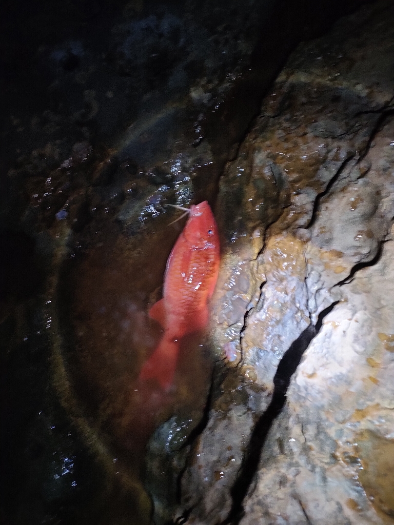 1/26おじさん釣れた