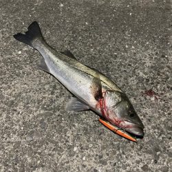 シーバス 40cm位