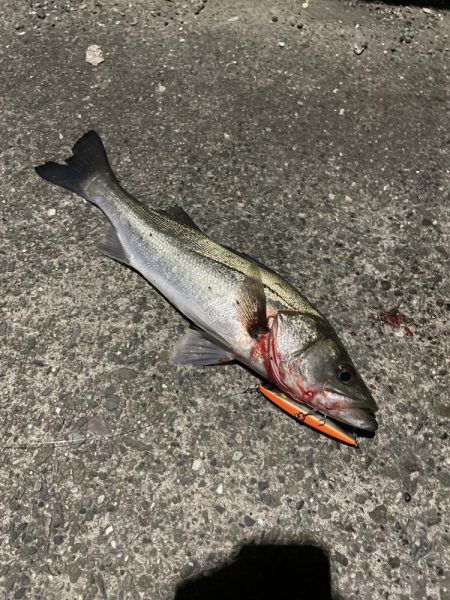 シーバス 40cm位