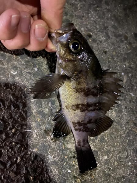 月夜メバリング