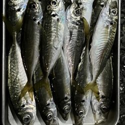 初釣り　淡路島