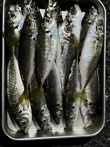 初釣り　淡路島