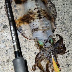 天草エギング釣行