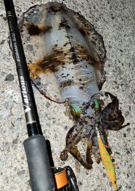 天草エギング釣行