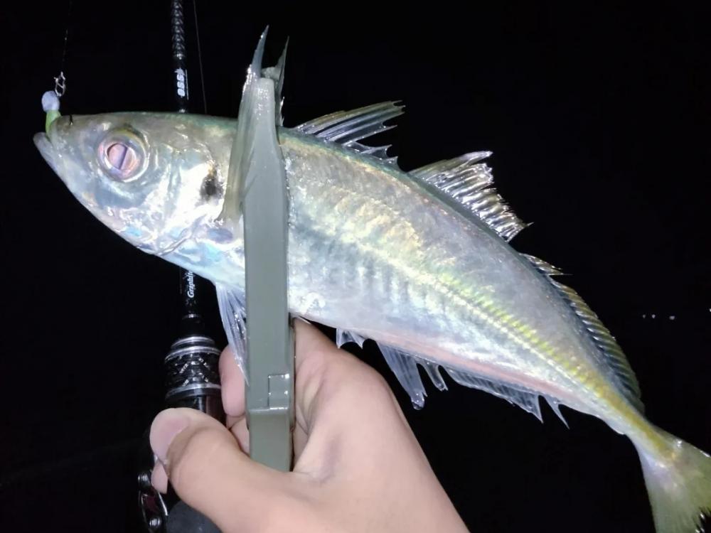 初場所アジング