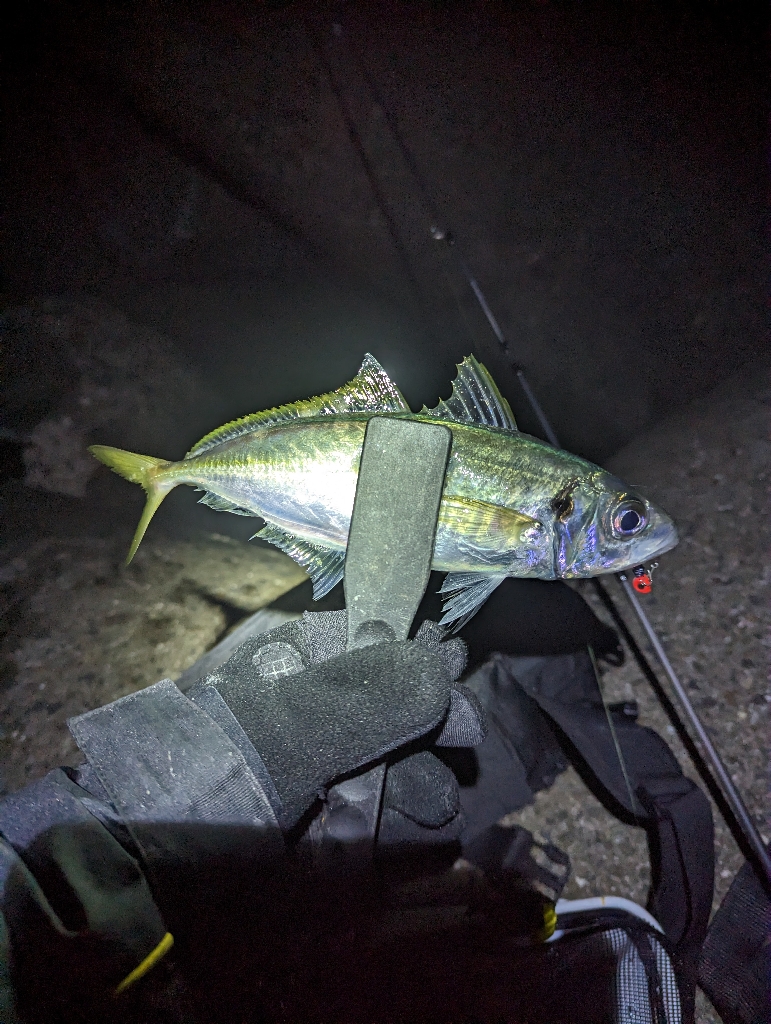 陸っぱり釣行記