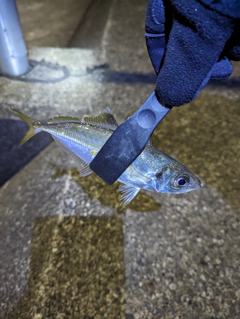 陸っぱり釣行記