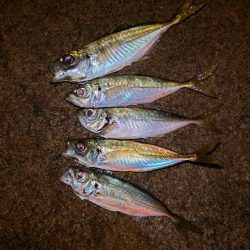 ２０２２初釣り