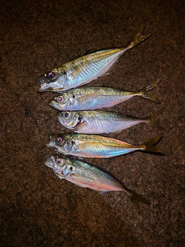 ２０２２初釣り