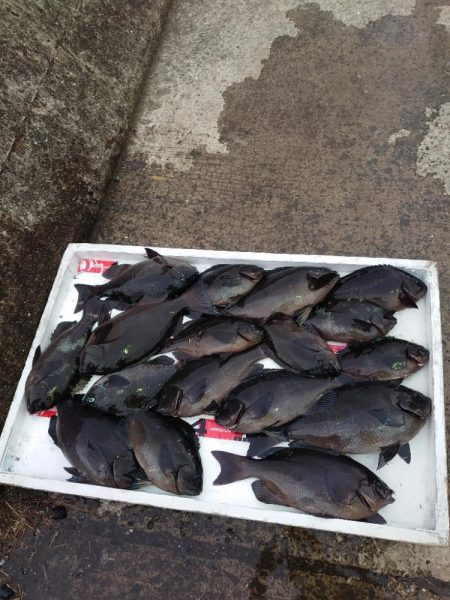 クロ釣り(畝刈)