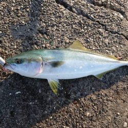 青物チャレンジ