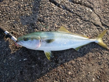 青物チャレンジ