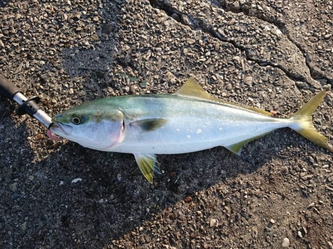 青物チャレンジ