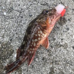 デイゲームでガシラ釣り