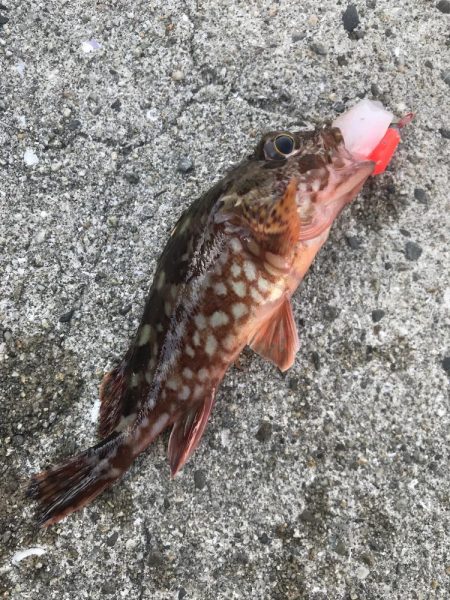 デイゲームでガシラ釣り