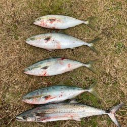 ライトショアジギング