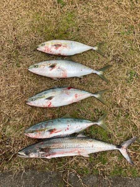 ライトショアジギング