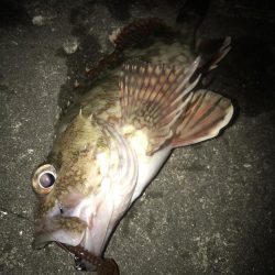 スイングインパクトでガシラ&マゴチGET