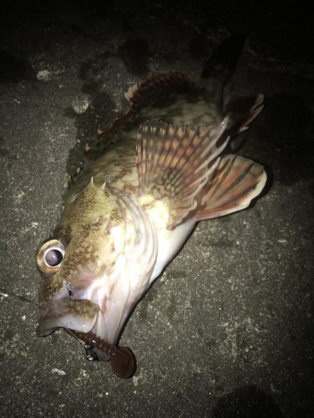 スイングインパクトでガシラ&マゴチGET