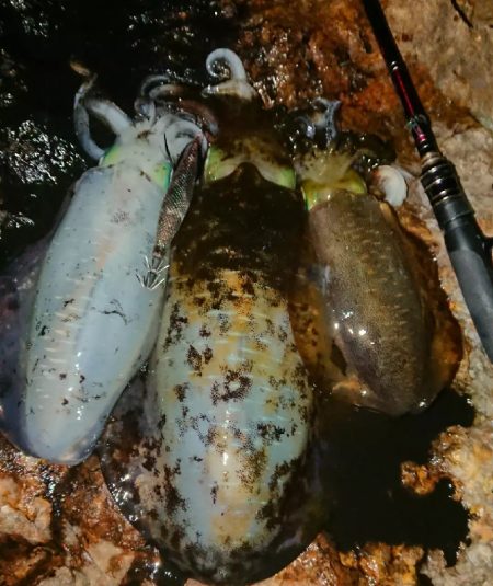 強風エギングIN対馬