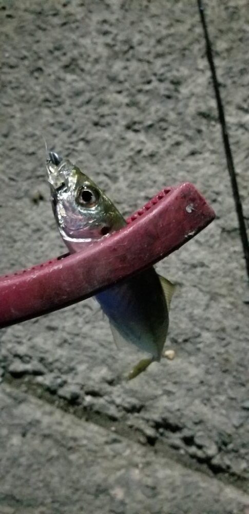 アジング　エギング　泳がせ釣り