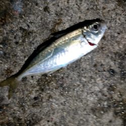 無限に釣れました。