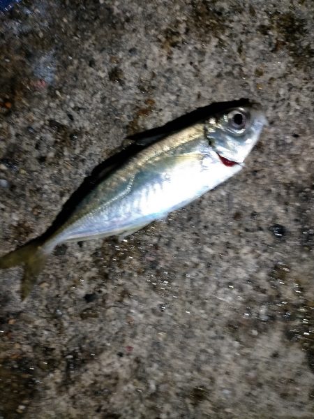 無限に釣れました。