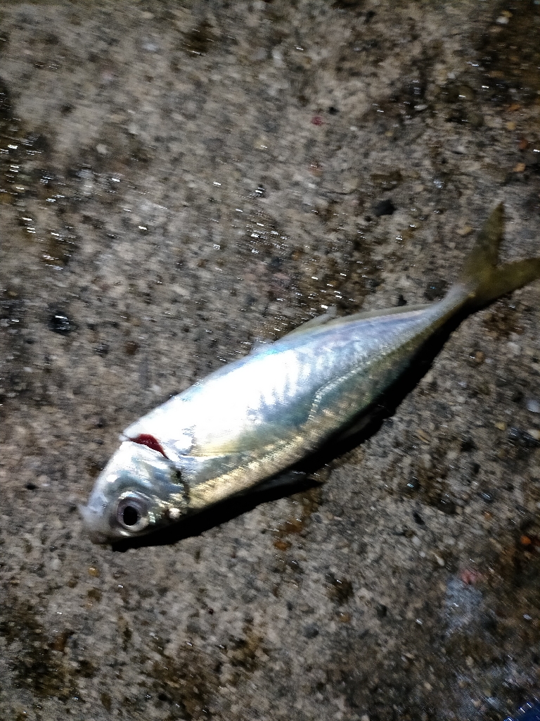 無限に釣れました。