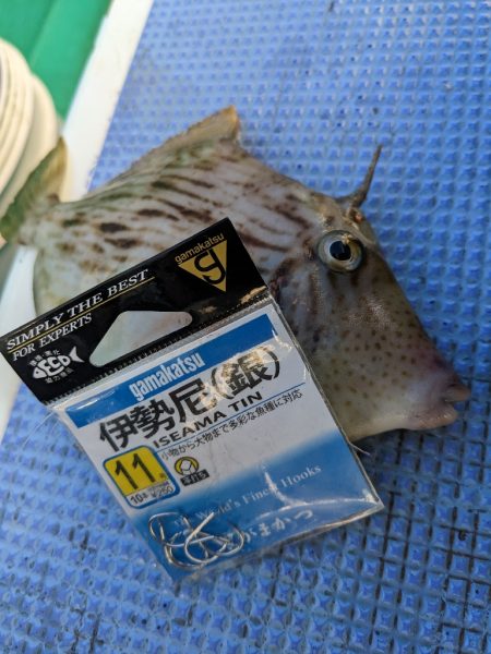 イシダイ初GET✨