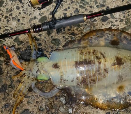 ナイトエギングIN対馬