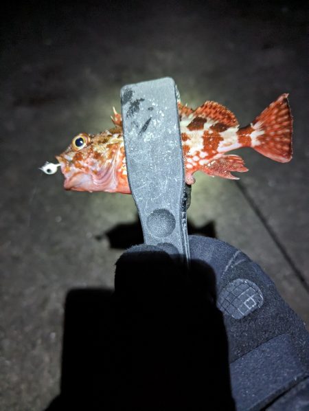 陸っぱり釣行記