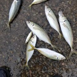 下津は尺アジ大漁でした！