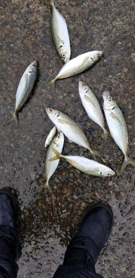 下津は尺アジ大漁でした！