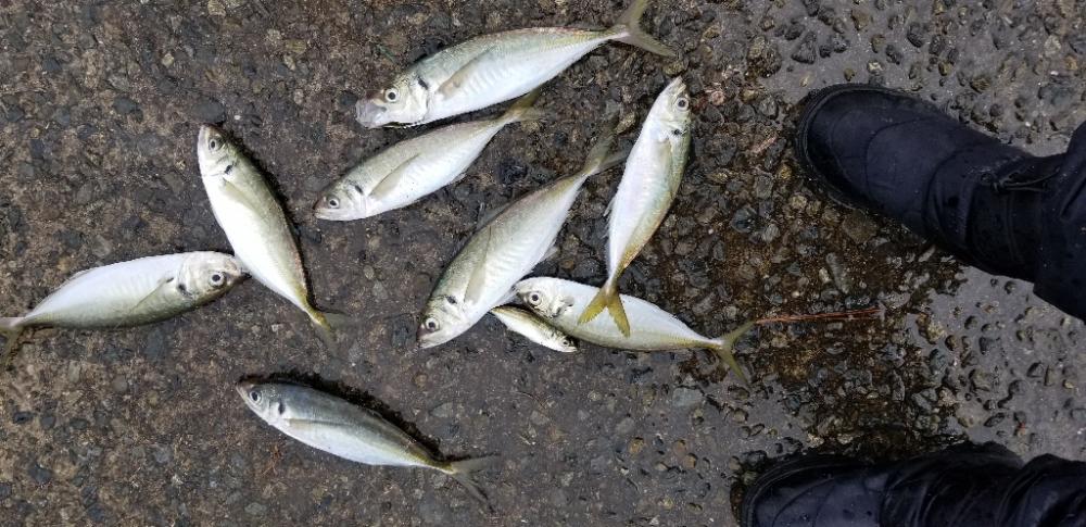 下津は尺アジ大漁でした！ | 和歌山県 牛が首周辺 アジング サバ | 陸っぱり 釣り・魚釣り | 釣果情報サイト カンパリ