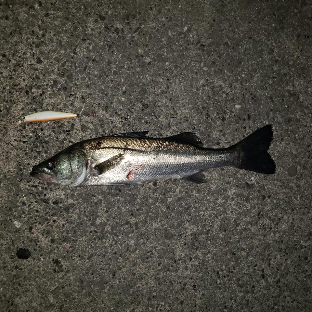 おはようスズキさん!