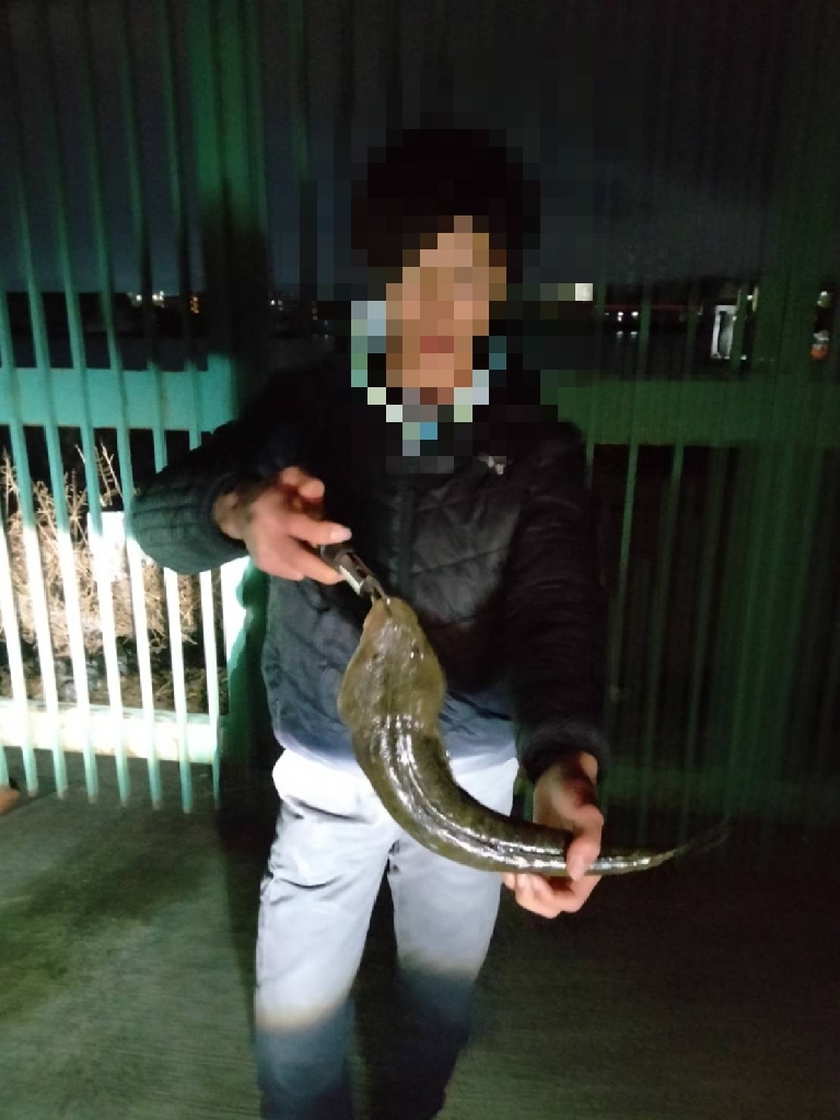 フラット狙いでマゴチ