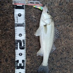 今年初の遠征(後半)