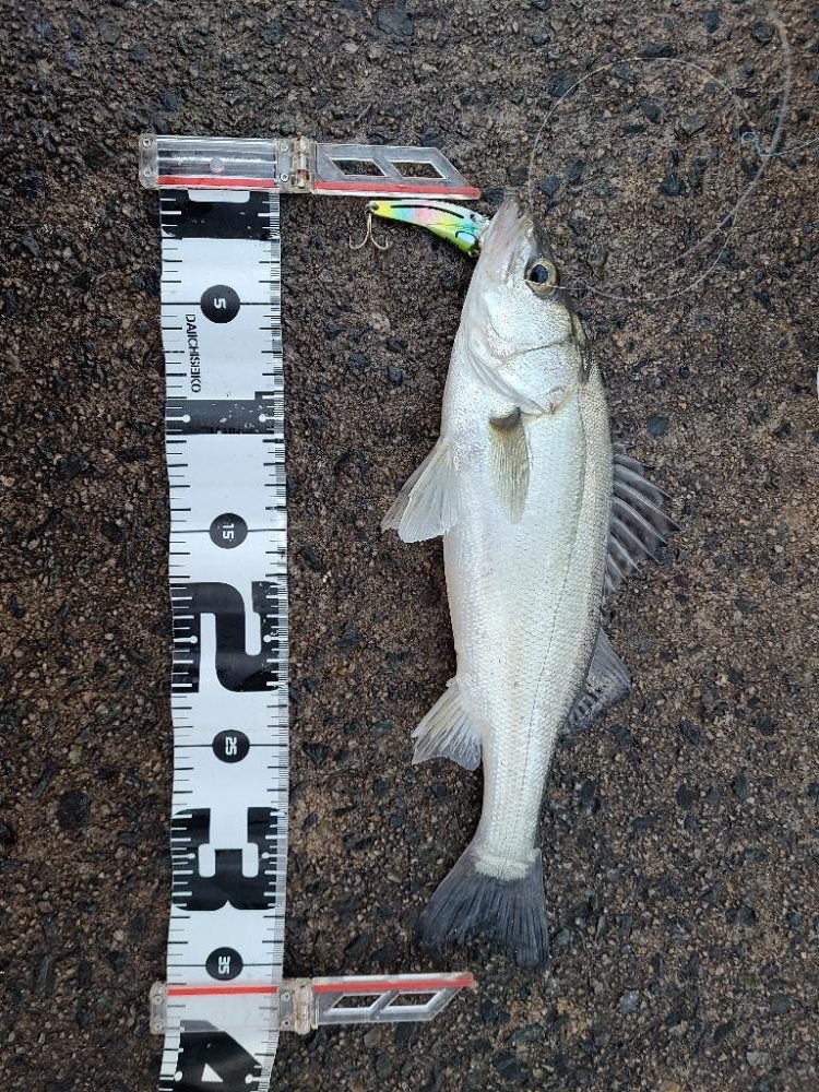 今年初の遠征(後半)