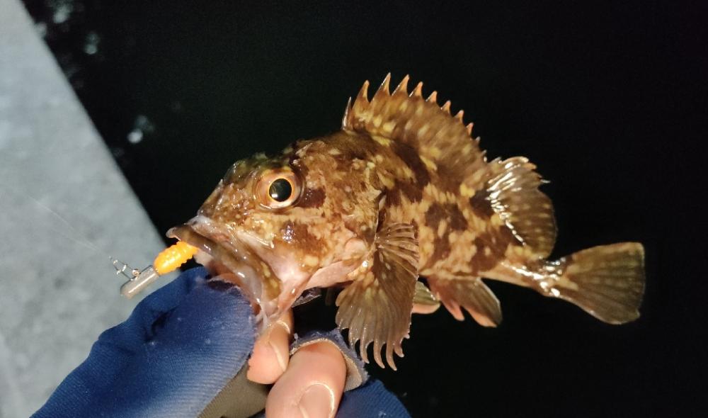 今年の釣り初めは激シブ