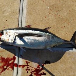 2023初釣り初マグロ