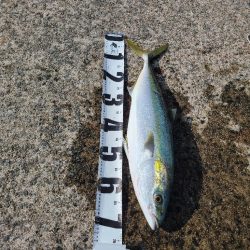 泳がせ、ハマチ・エイ